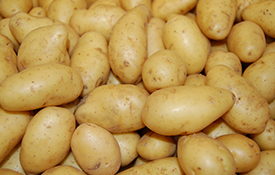 potato-onus-exports-india
